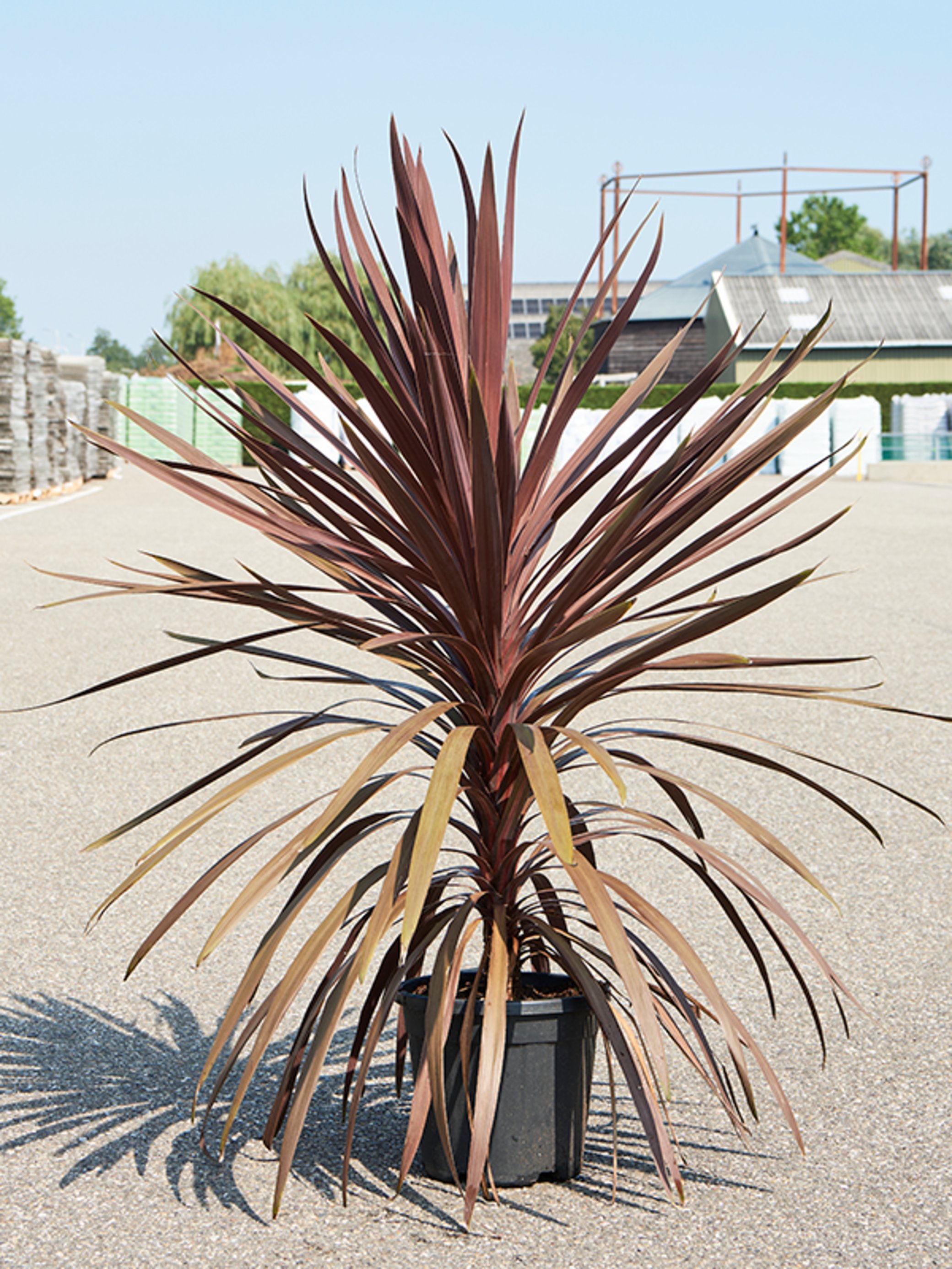 Cordyline Australis Red Star Alpina